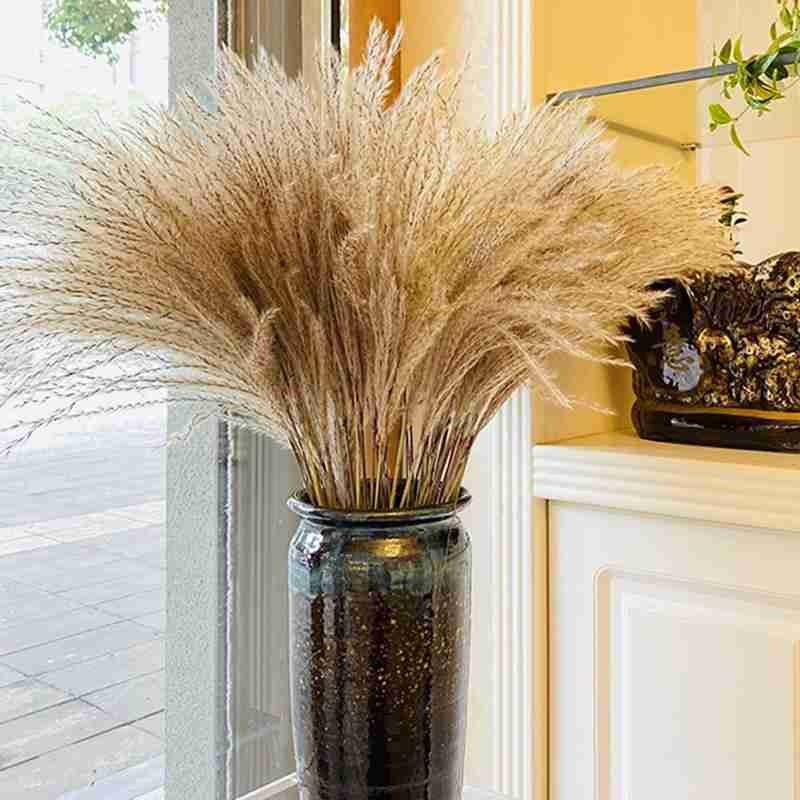 

50pcs Natural Reed Dried Flowers Gray White Pampas Rabbits Tail Grass Plants Flowers Bouquet Home Wedding Photo Props Decoration, Gold