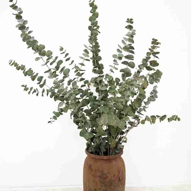 

10pcs Natural Dried Flowers Bouquet Of Dried Eucalyptus Leaves Forever Flowers Immortal Decor Home Party Wedding, Primary colors