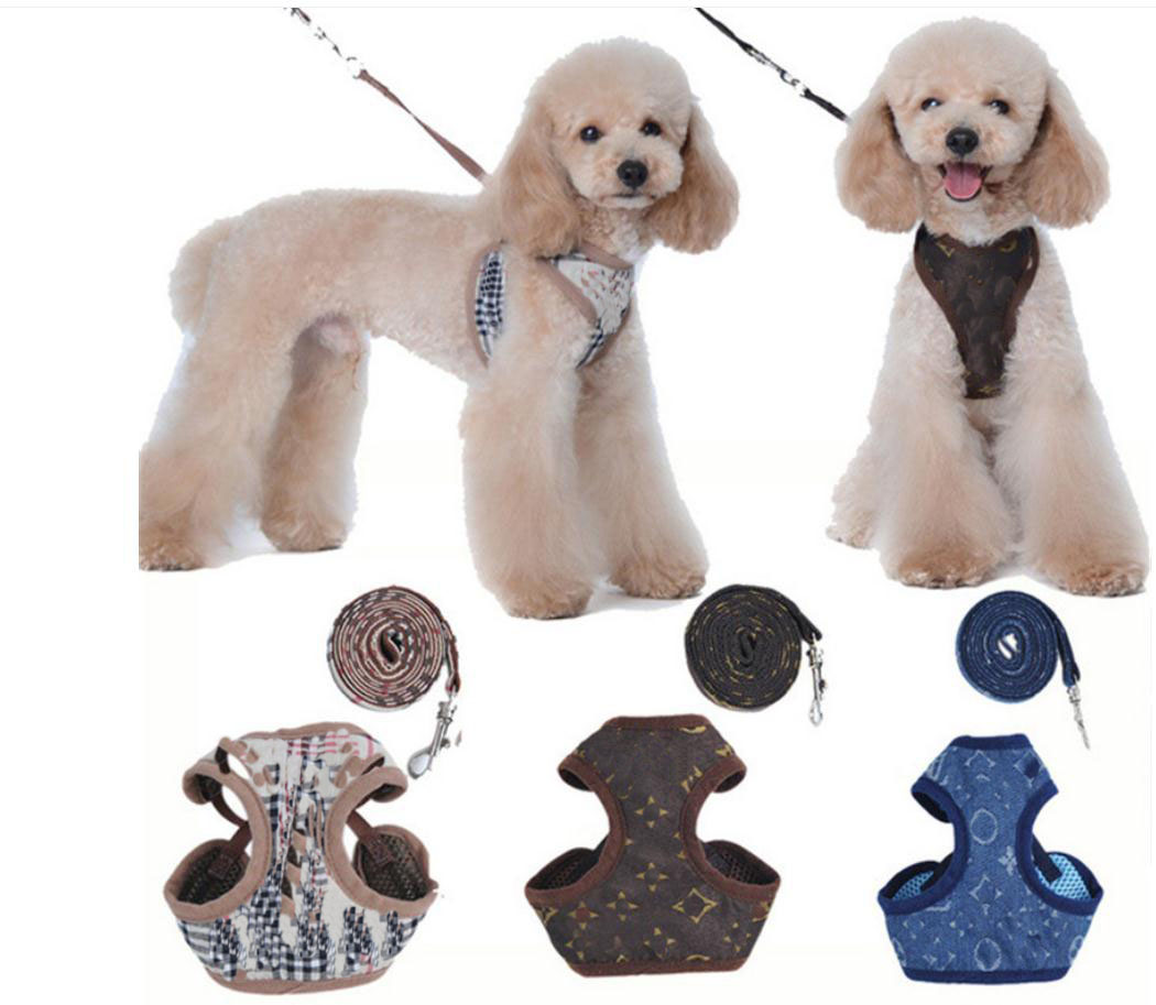 cute boy dog harness