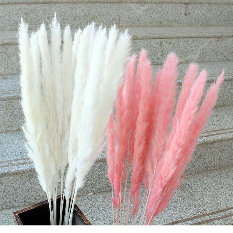 

30PC Small Reeds Dried Flowers Naturally Dry Non-artificial Flowers Dried Reeds 1 Bunch of 15 Factory Direct
