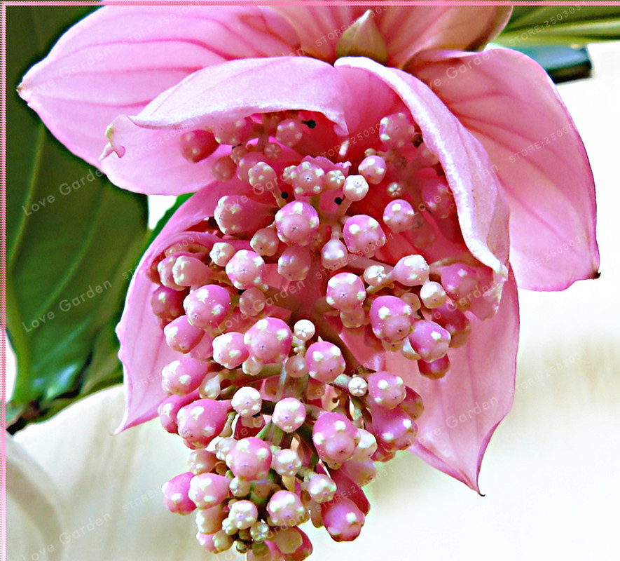 

100pcs seeds Magnifica Medinilla plant Beautiful Flower Bonsai Home Decoration Garden Fast Growing Planting Season The Germination