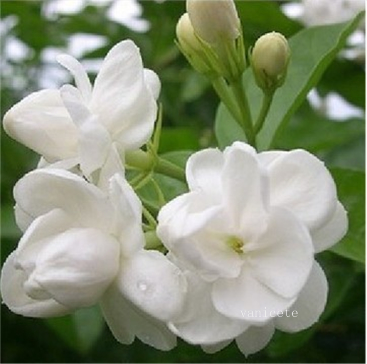 

Garden Supplies Jasmine seed balcony garden indoor and outdoor potted four seasons easy to live aromatic plants perennial flower seeds9308