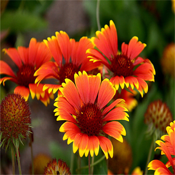 

100PCS gaillardia Flower Seeds Bonsai Plants Garden Decorations Purify The Air Absorb Harmful Gases The Germination Rate 95% Aerobic Potted