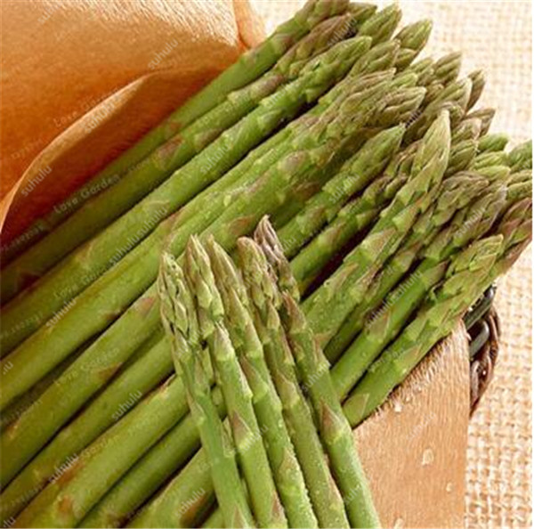 

50 Pcs Asparagus seeds Natural Growth Fast Growing Planting Season Purify The Air Absorb Harmful Gases Decorative Landscaping Aerobic Potted Radiation Protection