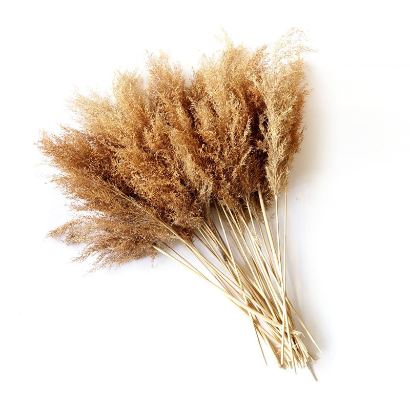 

20 stems Dried Flower Bunch Golden Color Pampas Grass Wedding Decor Home Decoration, Raw color