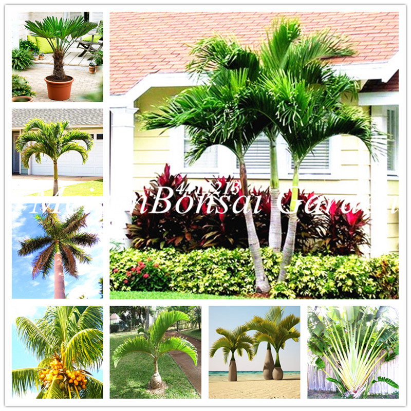 

20 pcs seeds Chinese Fan Palm bonsai Ornamental Plant Livistona Chinensis plant Fresh Tall Evergreen Tree Fountain Palm plants Natural Growt