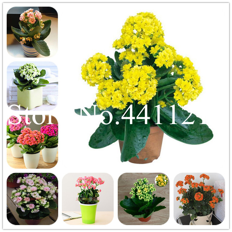

100 pcs seeds /bag Longevity flower plant potted plants. New plant DIY home garden bonsai indoor and outdoor Decoration plants Natural Growth Variety of Colors