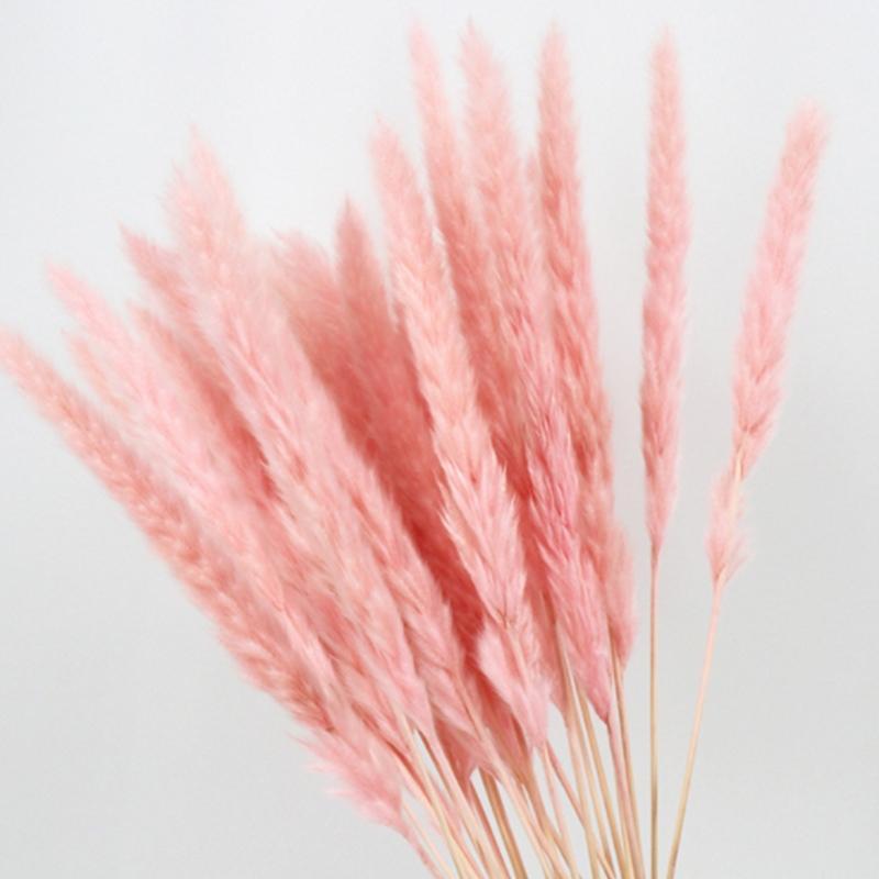 

15PCS Natural Dried Small Pampas Grass Phragmites Wedding Flower Bunch 40 To 68 Cm Tall for Hotel Home Decor1, Pink