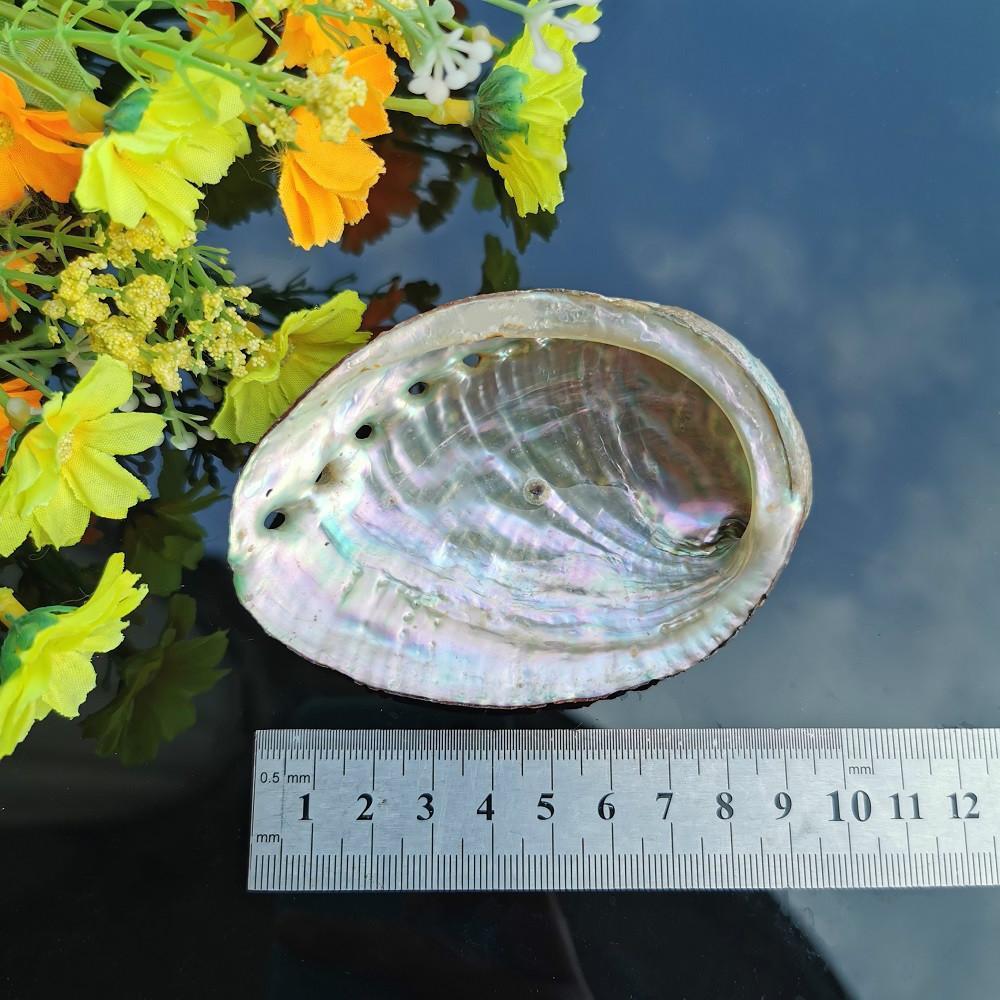 

5 Sizes Abalone Shell Nautical Decor Seashell Beach Wedding Shells Ocean Decor Jewelry Diy Shell Soap Dish Aquarium Home Decor H jllOBB