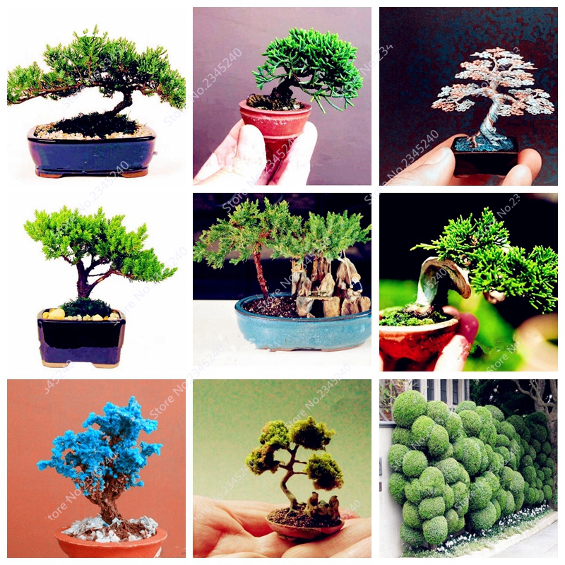 

50 pcs seeds / bag Exotic Juniper Outdoor Heirloom Bonsai Potted Rare Arborvitae Cypress Tree Plant for Flower Pot Planters The Germination