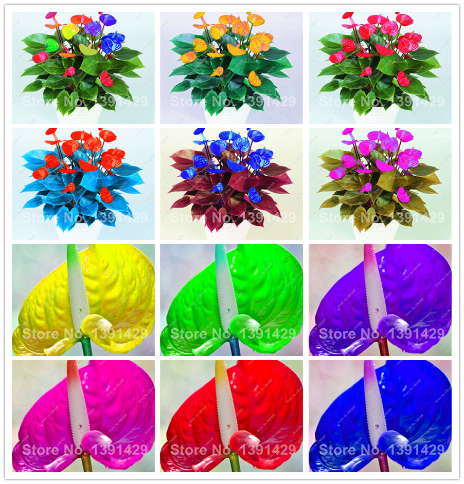 

100 Pcs seeds Bonsai Anthurium Balcony Potted Plant, Perennial Flowering Constantly Diy Home Garden Decorative Landscaping Aerobic Potted Radiation Protection