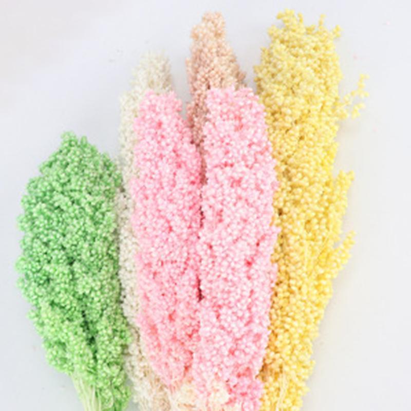 

2 Pcs/set Natural Dried Flower Really Touch Sorghum Bundle Preserved Flower DIY Wedding Floral Home Decoration1, Green