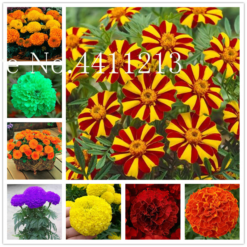 

100 pcs seeds African marigold bonsai Osteospermum Ecklonis Flower Half Hardy Perennial for Home Garden Bonsai Plant Natural Growth Variety of Colors Showy