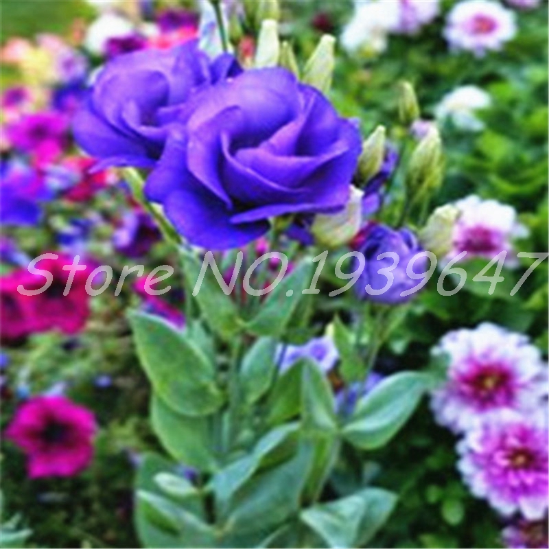 

100 Pcs Rainbow Eustoma Grandiflorum Bonsai Indoor Lisianthus Flower Perennial Ornamental Plant Home Garden Pot Natural Growth Variety of Colors Aerobic Potted