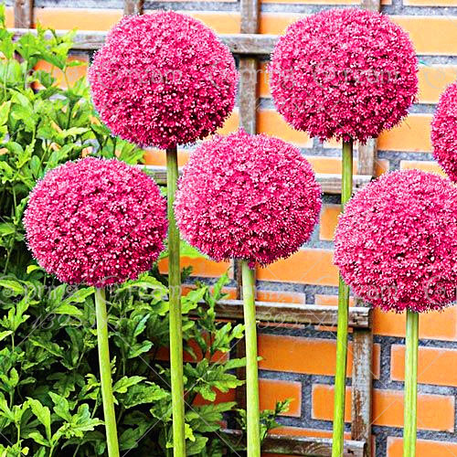 

Garden Decorations 100pcs Giant Allium Giganteum Flower Seeds Bonsai Rare Plant for Home Courtyard Planting Variety of Colors Beautifying And Air Purification