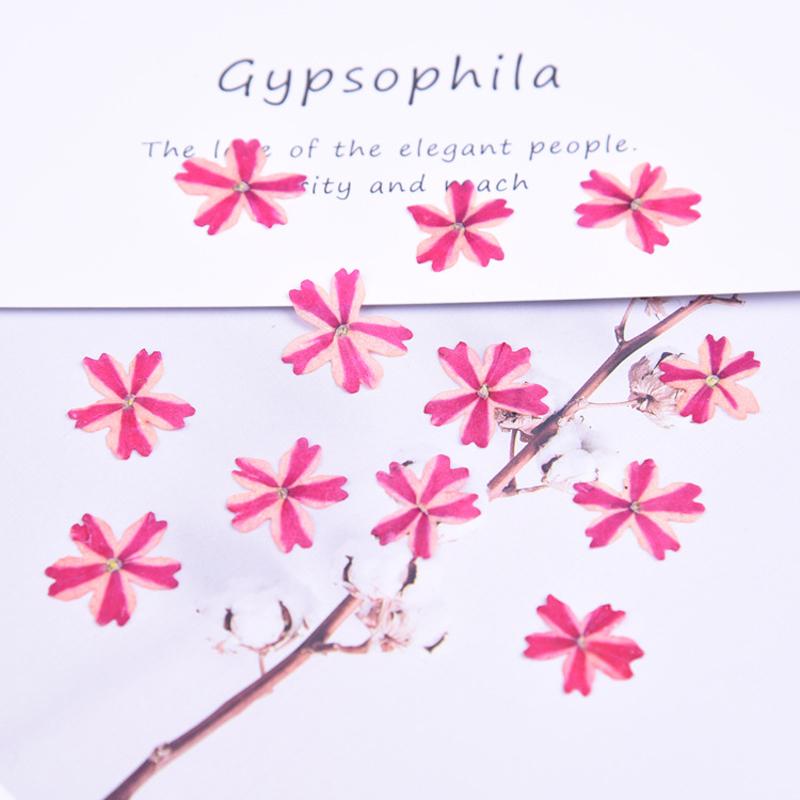 

120pcs Dried Beauty Sakura Cherry Pressed Flowers for Photo Resin Nails Art Crafts Valentine's Day Bulk Wholesale Handmade Gift, Pink