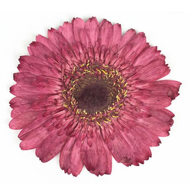 

Dia. 8CM Fuchsia Gerbera dried flowers Frames specimens Teaching Material DIY handmade material 1 lot/10pcs1, Blue