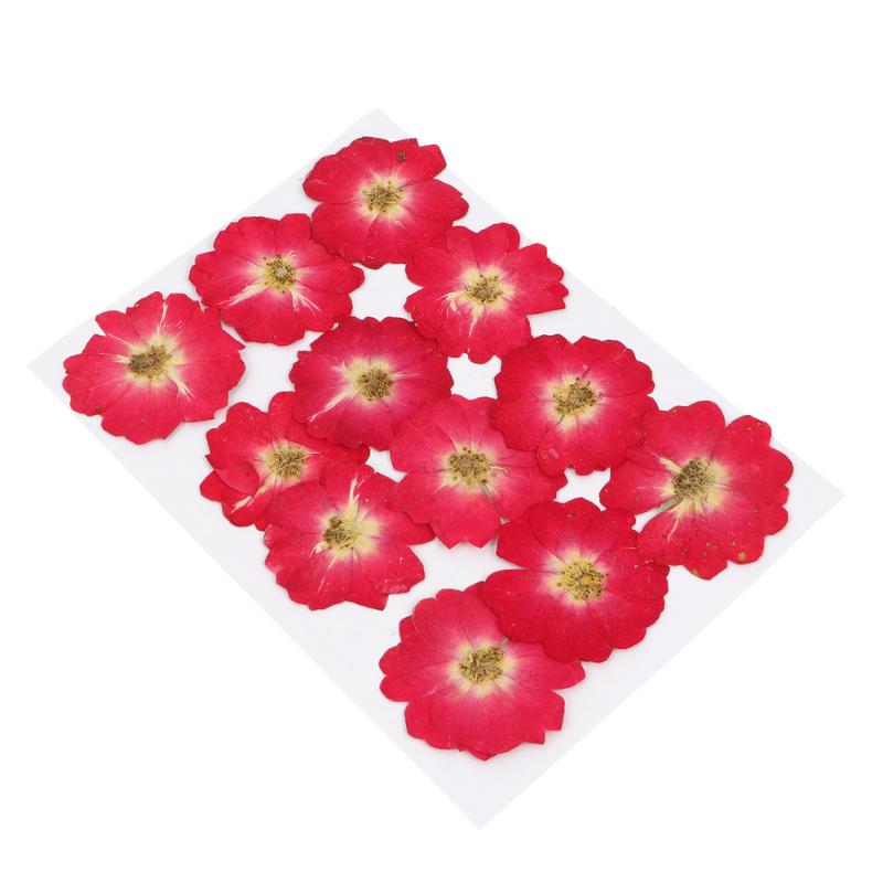 

12Pcs Dried Pressed Flowers DIY Resin Craft Nail Art Decor Natural Dried Rose