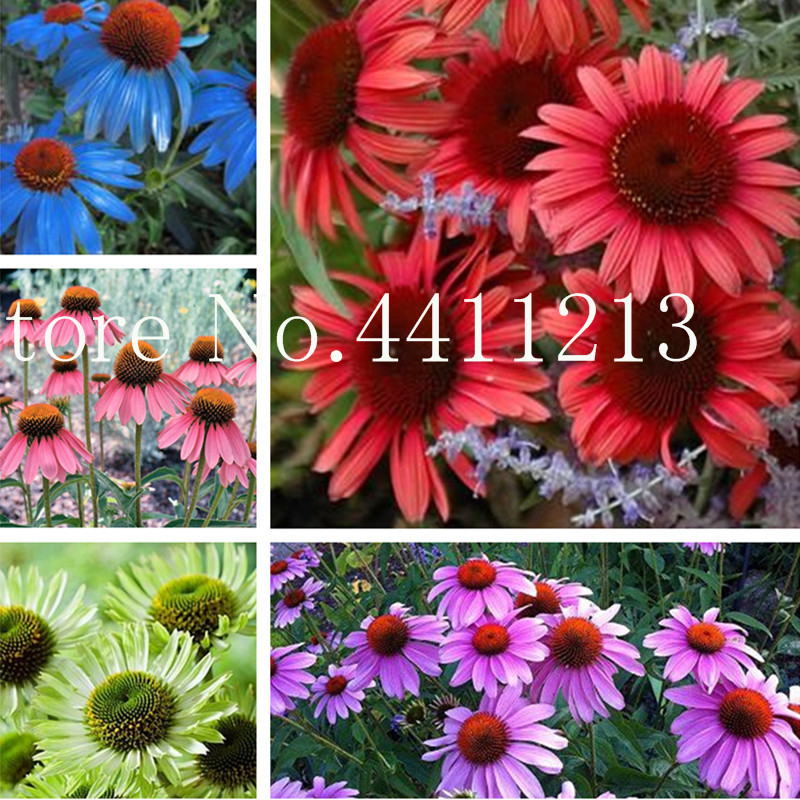 

100 Pcs seeds Rare Colour Echinacea Purpurea Bonsai, Ratibida Coneflower Showy Much-Doubled Flower Heads For Diy Home Garden Natural Growth Variety of Colors