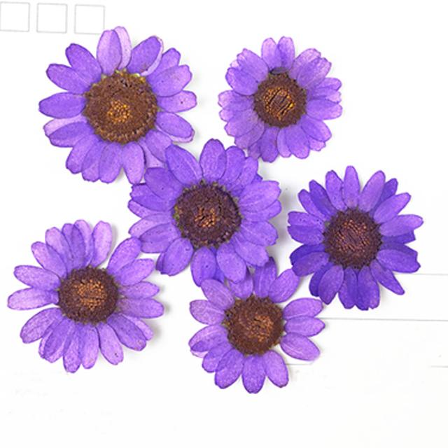 

2020 Latest Chrysanthemum 6 Different Color Diameter 2.5-3CM Pressed Flowers Arrangements For bookmark material 120 pcs, Purple 2.5-3cm