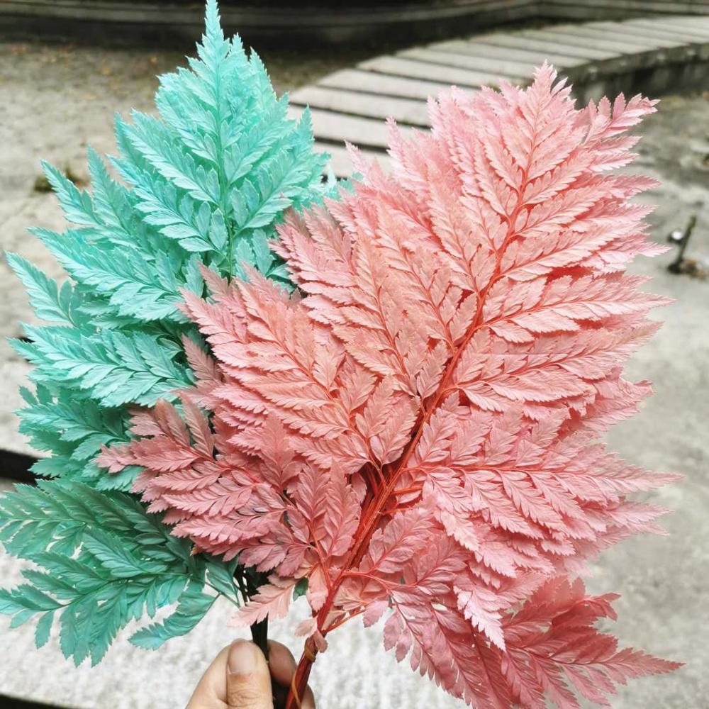 

10pcs,Natural Fresh Preserved Fiddlehead Ferns,Eternal Dried rose flower Leaves for Wedding party home Decoration accessories C0930