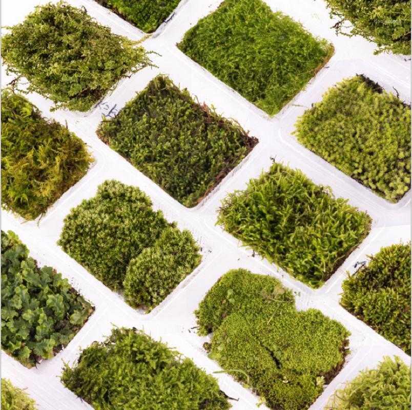 

Moss and Bryophyte Used In Micro Landscape Potted Landscape Decoration Simulation Platform Moss Pavement Decoration1, Style 1