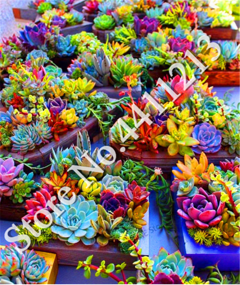 

New Fresh 100 pcs seeds /bag Real mini succulent cactus garden rare succulent perennial herb plants bonsai pot flower flores indoor Natural Growth Variety of Colors