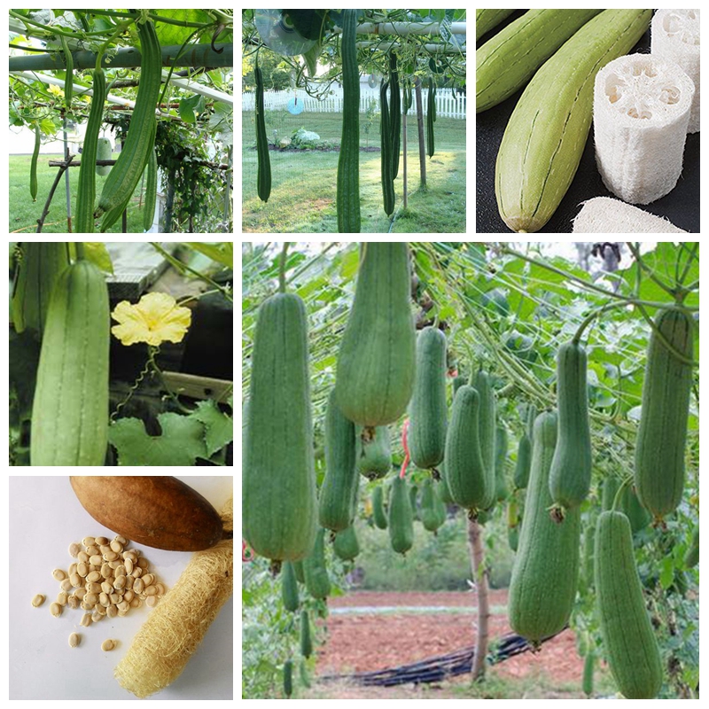 

10pcs seeds / bag Rare Tasty Juicy Loofah Delicious Organic Bonsai Outdoor Perennial Sponge Gourd Potted Vegetable Plant for Garden Decor The Germination Rate 95%