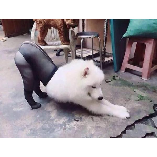 

Pet Dog Funny Silk Stockings Dog Photo Taking Props Imitating Costume Supplies for Large and Medium Dogs DIN889, Black