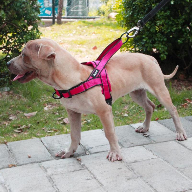 

The Dog Strap Is Easy To Wear And Take Off. The Adjustable Middle Sized Big Dog Outdoor Pet Training Vest Walking Strap
