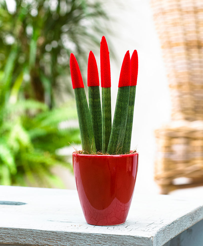 

Garden Decorations 100pcs Sansevieria Flower Seeds Bonsai Beautifying And Air Purification Rare Plant for Home Courtyard Planting