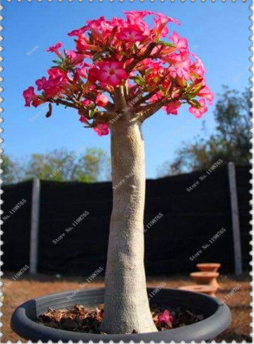 

Adenium Obesum Bonsai 2 Pcs seeds Mixed Desert Rose Rare Thailand Flower Tree Bonsai For Home Garden Balcony Plants Easy To Grow Natural Growth Variety of Colors