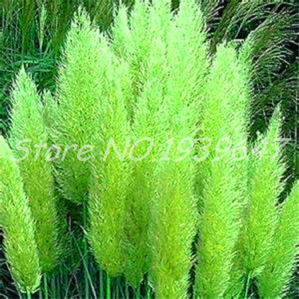 

100 pcs seeds / bag Colors Pampas Grass Plant Bonsai Balcony Colorful Grass Flores Best Natural Decoration for Garden Fast Growing Planting Season Purify The Air