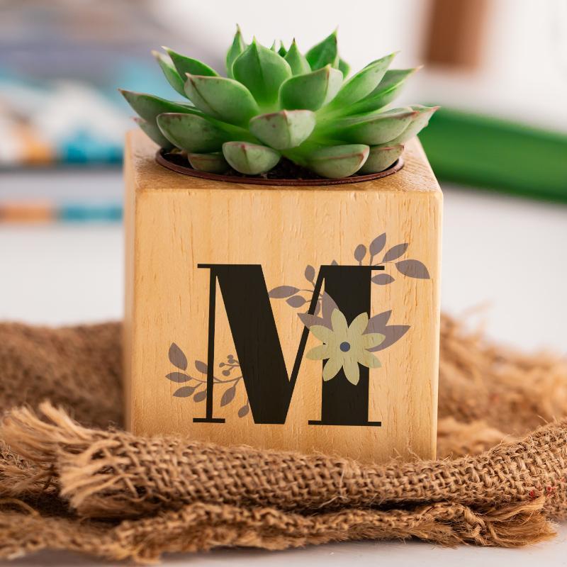 

M Head To the Special Decorative Plug Sukulent Naturacube1, Multi