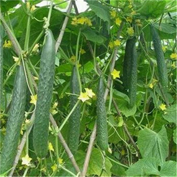 

50pcs Cucumber Flower Fresh Seeds for Patio Lawn Garden Organic Non-GMO Delicious Tasty Supplies Bonsai Plants The Germination Rate 95% Fast Growing Planting Season