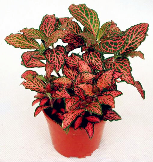 

500pcs Textured grass Fittonia verschaffeltii Flower Seeds for Bonsai Plants Fast Growing Aerobic Potted Planting Season The Budding Rate 95% Garden Decorations