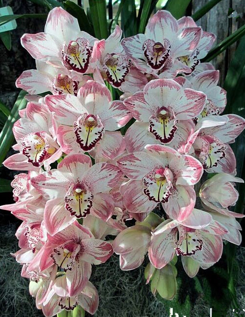 

100 pcs seeds cymbidium bonsai perennial phalaenopsis orchid flower plants garden Purify The Air Absorb Harmful Gases Decorative Landscaping Variety of Colors