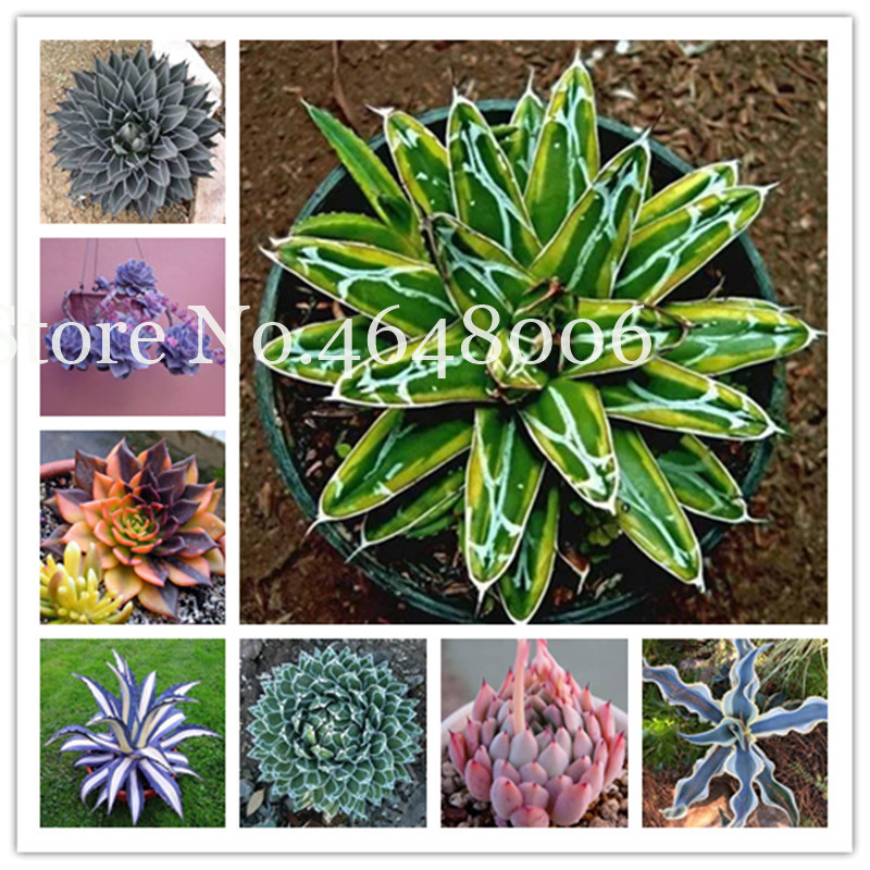 

100 Pcs seeds Bonsai Flower Agave Bonsai, Good Life Rare Succulent Perennial Flowering Agave Pot Plants For Home Garden Decoration Natural Growth Variety of Colors