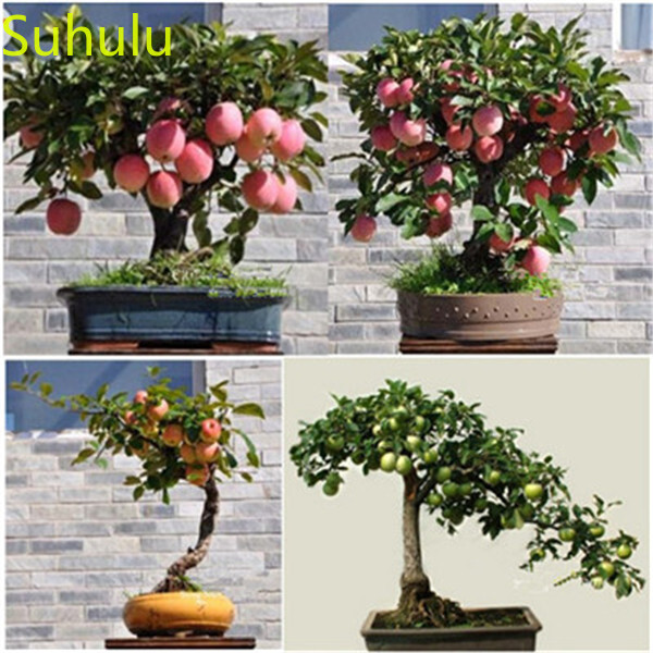 

New Variety 20pcs Apple Seeds Garden Indoor Flowers Balcony & Courtyard Purifying Air Bonsai Plant Mini-tractors for the Garden