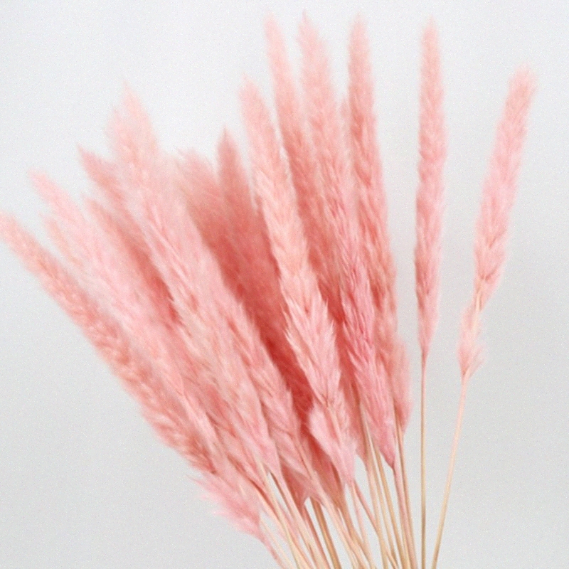 

15PCS Natural Dried Small Pampas Grass Phragmites Wedding Flower Bunch 40 To 68 Cm Tall for Hotel Home Decor Q531#, Nature