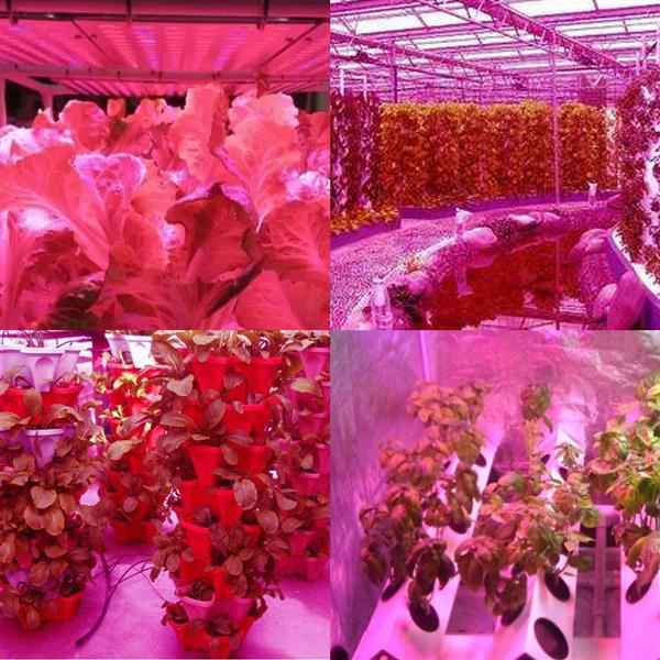 Brand new 600W Dual Chips 380-730nm Full Light Spectrum LED Plant Growth Lamp White high quality Grow Lights high brightness-image-633293497