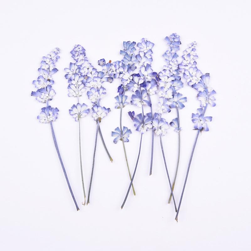 

100pcs/Lot Dried Flowers Natural with Stem DIY Craft Embossed Painting Candle Postcard Bookmark Deco Pressed Flores Decor, White