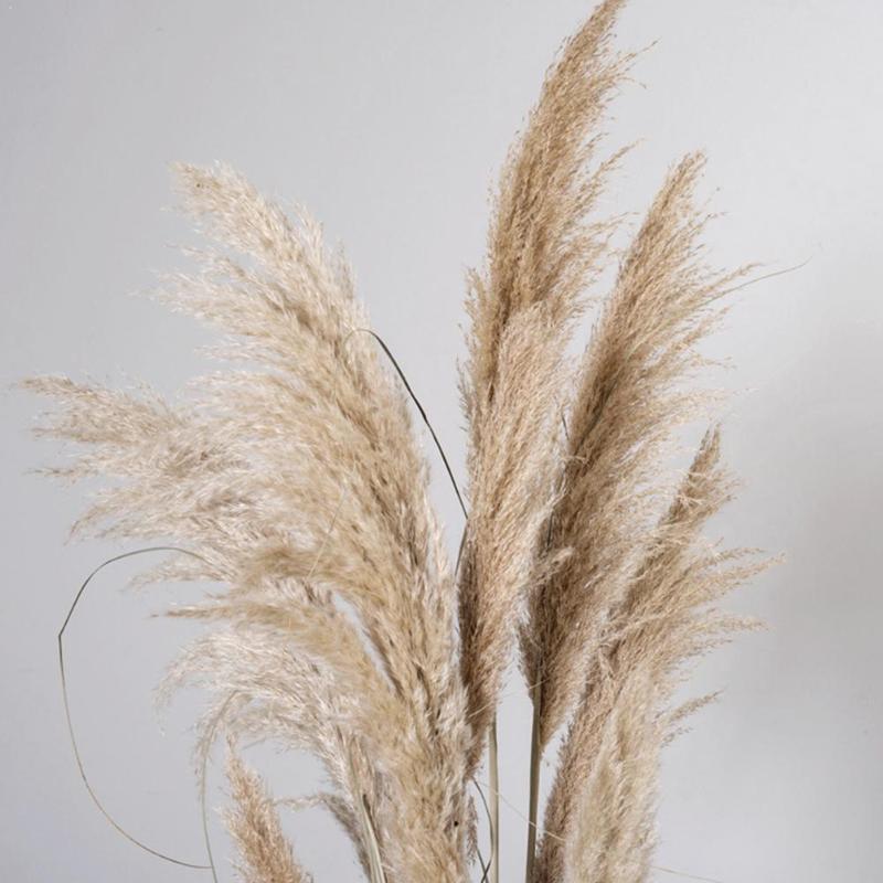 

1Pc Real Dried Pampas Grass Decor Phragmites Wedding Christmas Decor Bouquet Plant Decoration For Home Bunch Natural Fall F Q9A9, 1pcs primary color