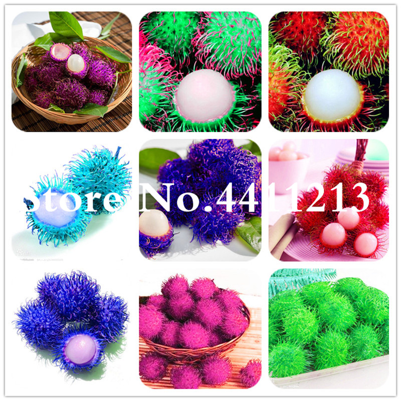 

100 pcs seeds Rambutan Fruit Malaysia Miracle Non-GMO Fruit Bonsai As Litchi Delicious Plant Tree Fast Growing Planting Season Purify The Air Absorb Harmful Gases