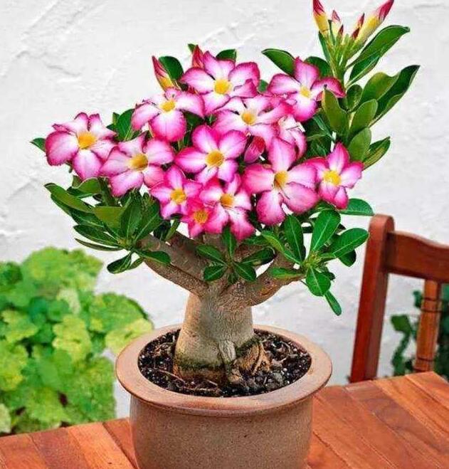 

2Pcs True Desert Rose Bonsai Mix Colors Adenium Obesum Dwarf Bonsai Flower Adenium Double Petals Balcony Pots Plant Natural Growth Variety of Colors Aerobic Potted