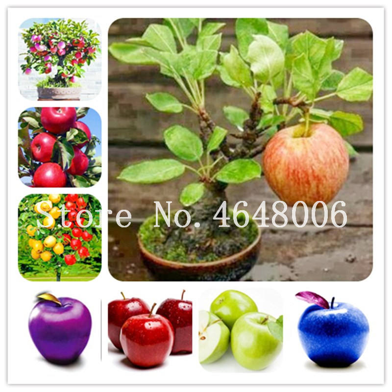 

20 Pcs seeds Organic Delicious Sweet Apple Bonsai Fruit Bonsai Tree Four Season Sowing Green Fruit Pot Healthy Garden Natural Growth Variety of Colors Aerobic Potted