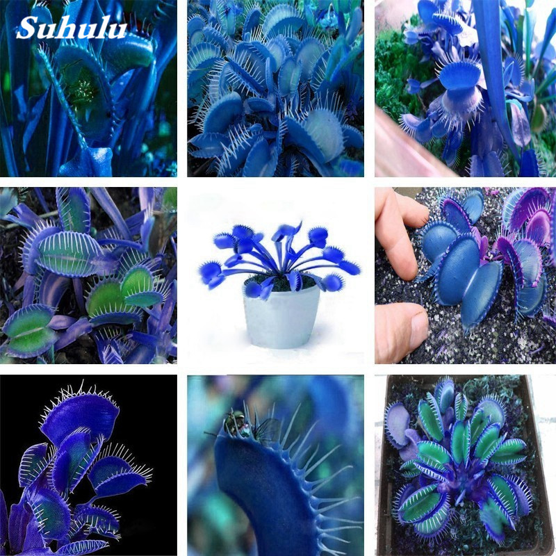 

1000 Pcs Potted Insectivorous Seeds Plant Dionaea Muscipula Giant Clip Venus Flytrap Bonsai Carnivorous Plant DIY Home Garden Planting