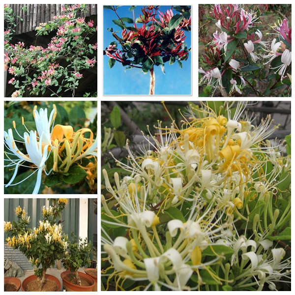 

50pcs honeysuckle Flower Fresh Seeds for Patio Lawn Garden Supplies Bonsai Plants The Germination Rate 95% Decorative Landscaping Fast Growi