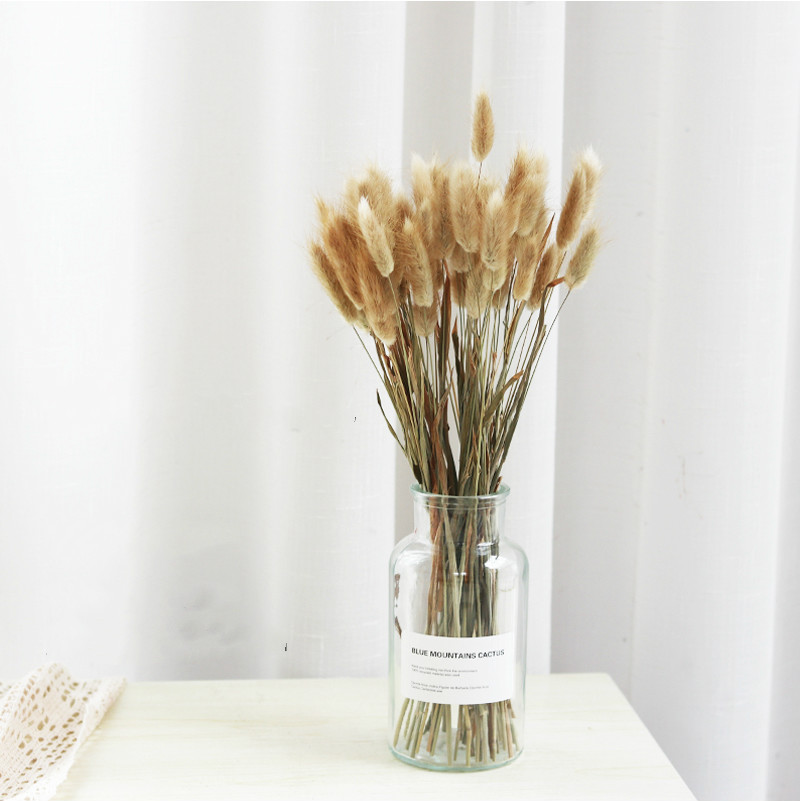 

Pampas Grass Thinker 50 Stems Raw Color Dried Rabbit Grass Bouquet Home Weeding Flower Bunny Tail Natural Plants Floral Home Decoration