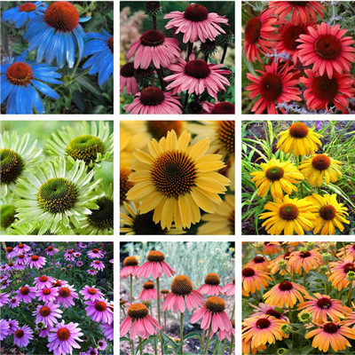 

100 Pcs seeds Rare Color Echinacea Purpurea Bonsai, Mix Columnifera Outdoor Showy Flower Very Long-bloom Coneflow Purify The Air Absorb Harmful Gases Aerobic Potted